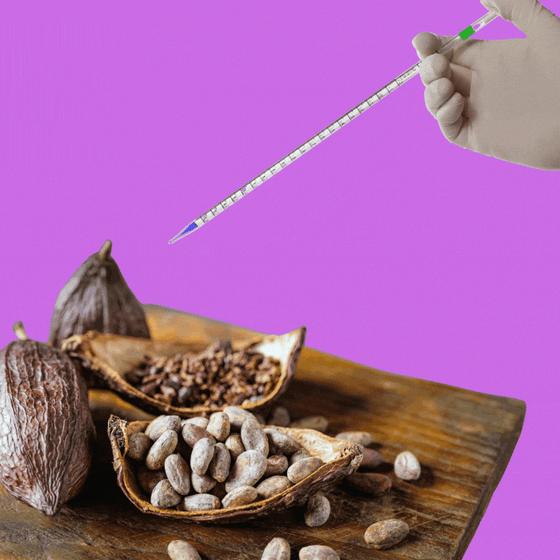 A gloved hand uses a syringe to take a sample from cocoa beans.