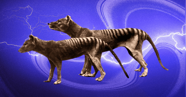 Tasmanian tiger - Figure 1