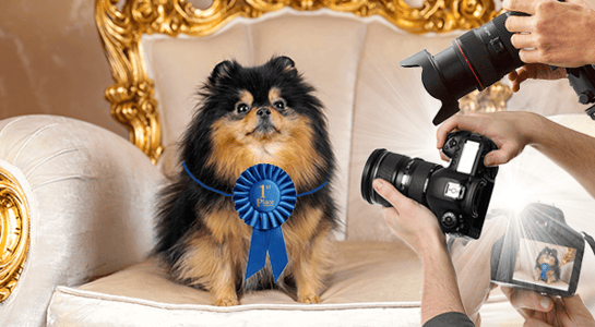 Small fluffy dog with blue ribbon posing in ornate chair while being photographed