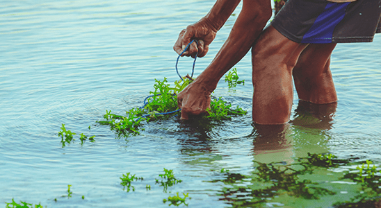 Is seaweed the next kale?