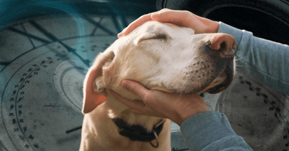 A person patting a dog with the faint outline of a clock in the background.