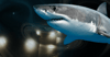 A shark with car headlights in the background.