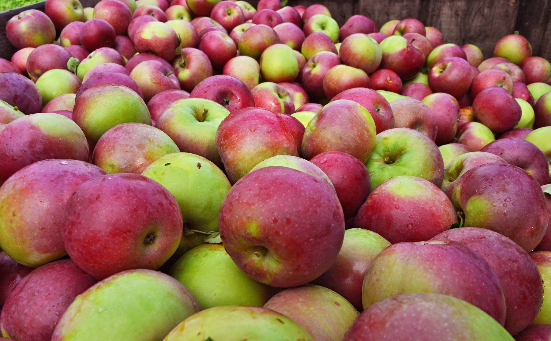 A large pile of freshly harvested McIntosh apples, with some showing red and green coloring.