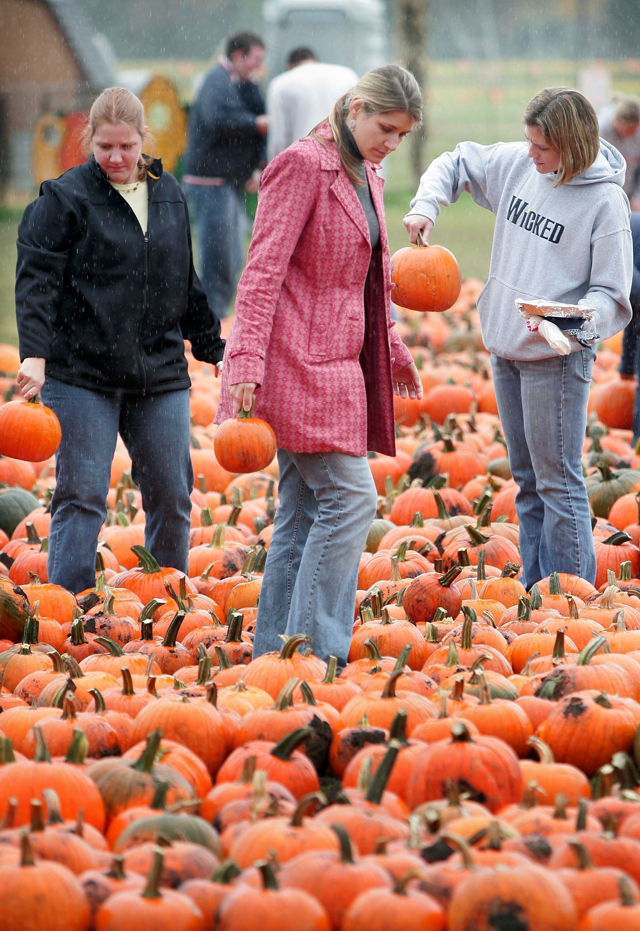 Three people picking up pumpkins in a large pumpkin patch.