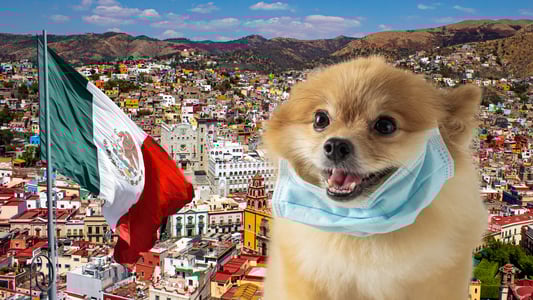 A Pomeranian wearing a surgical mask below its jaw is seen next to a Mexican flag in front of a cityscape.