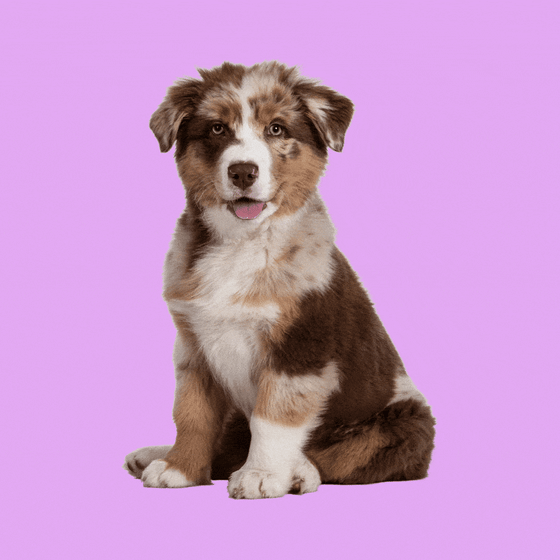 A puppy with dog treats falling in the background.