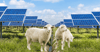 Two sheep stand in a field full of solar panels.