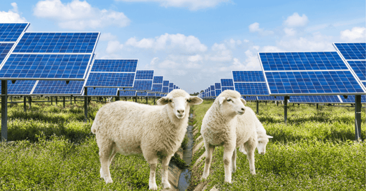 Two sheep stand in a field full of solar panels.