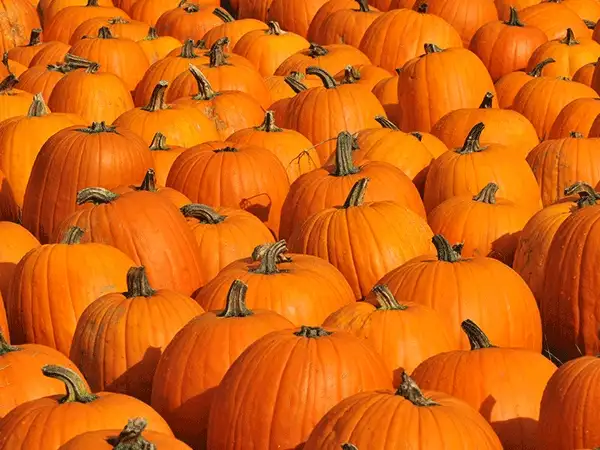 The economics of pumpkin patches