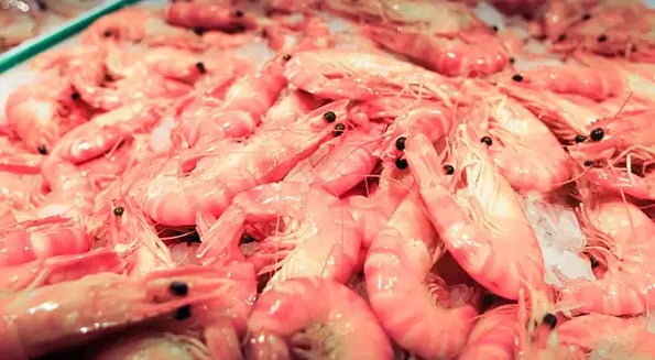These shrimps ain’t loyal: A selfish shellfish startup left Minnesotans high and dry