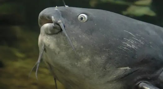 Fake foreign fillets are catfishing Americans, and US fish farmers are damn near drowning