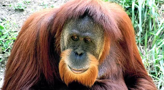 In the jungles of Sumatra, a $1.5B hydro plant and 800 orangutans are fighting a deathmatch