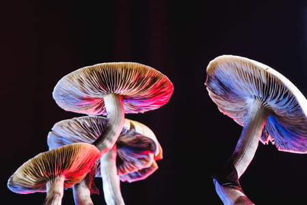 The psychedelic mushroom biz is simmering