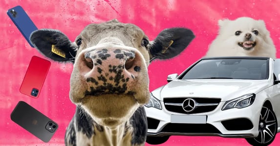 A collage on a pink background: three iPhones that appear to be tumbling down, a close-up of a cow’s face, a white Mercedes convertible, and a white Pomeranian bearing its teeth.