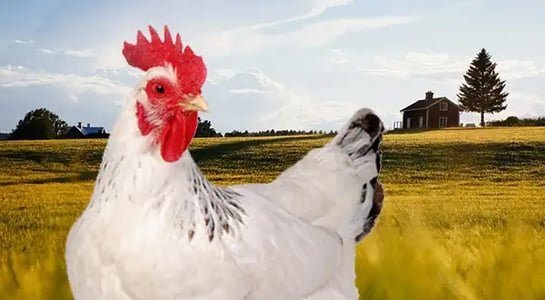 Is the key to better chicken a smaller chicken?
