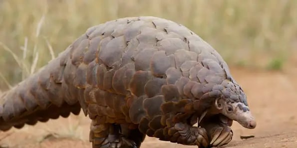 Meet the world’s most-poached mammal: the pangolin