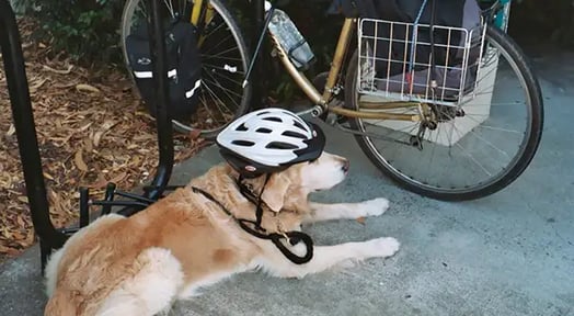 The founders of Wag abandon fund and ride off into the sunset with bike-share startup