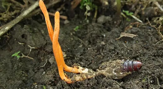 The desperate, high-stakes business behind zombie mushrooms