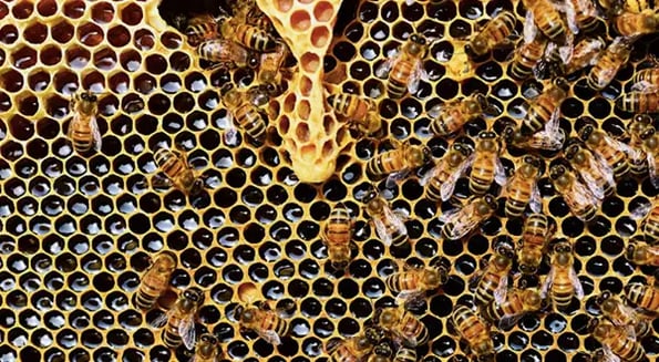 Buzz… on? This state wants to pay you to raise bees