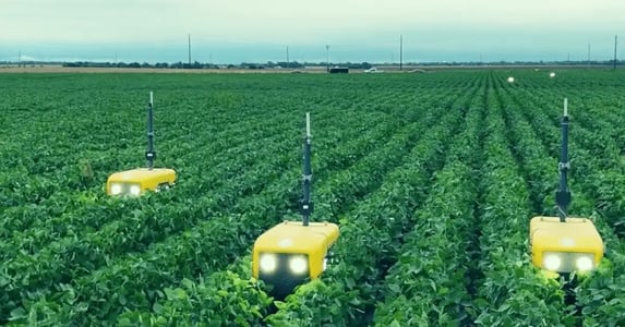 Three yellow robots, each with two headlights and an antenna, driving through rows of green crops.