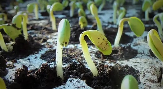 A new bean baron has planted seeds of doubt about Monsanto’s soy supremacy