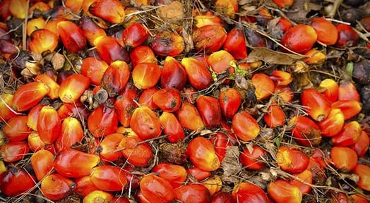 Global demand for palm oil sparks forest fires in Indonesia