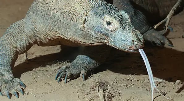 Oh the humanity: The island of Komodo is closing because crooks keep stealin’ dragons