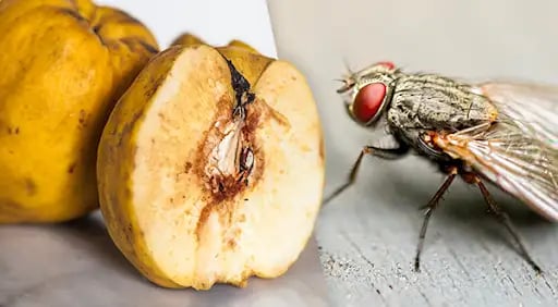 Meet the startup using flies to fight food waste