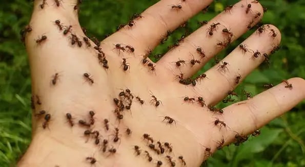 What ants can teach us about fighting off pandemics
