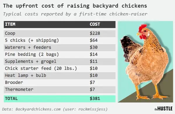 The upfront cost of raising backyard chickens: typical costs reported by a first-time chicken-raiser. Total is $381