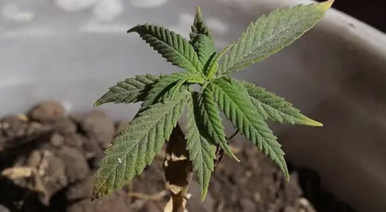 Canada’s black market for weed continues to dominate despite legalization