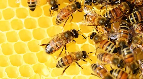 Series-Bee: Meet the startups trying to save America’s ailing bee population