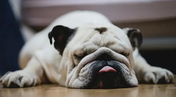 Don’t buy that bulldog! The ‘puppy scam’ dashes the dreams of 10k dog lovers