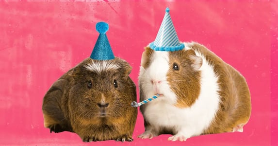 Two brown-and-white guinea pigs wearing blue party hats on a pink background.