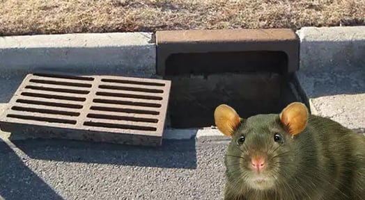 NYC’s most pervasive pest has spawned a growing population of rat-preneurs