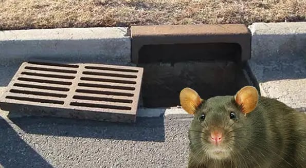 NYC’s most pervasive pest has spawned a growing population of rat-preneurs 
