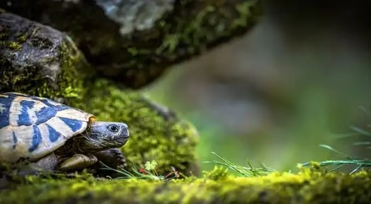 The smuggling of US turtles to China has become a shell of a problem