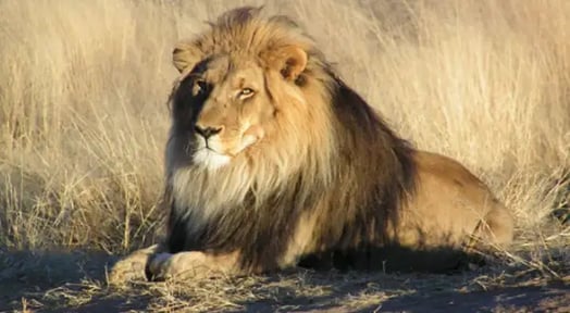 Lion skeletons are haunting US trade officials