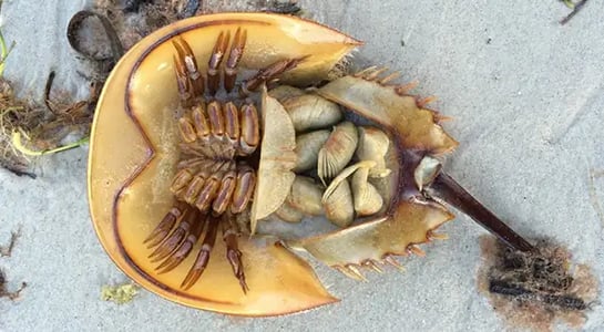 Horseshoe-crab blood is a surprisingly essential ingredient for testing new drugs