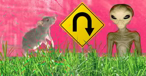 A collage of images against a pink background show a rat, a yellow U-turn road sign, and a depiction of an alien, all shown above a layer of green grass.