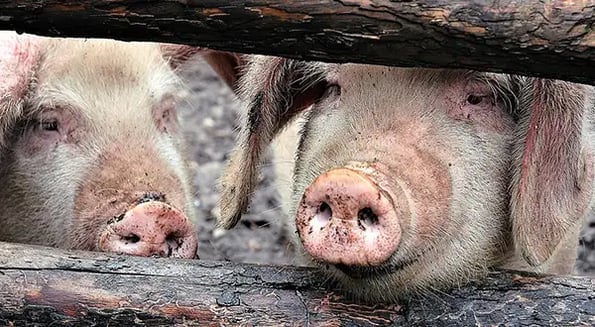 China’s pig pain is the agricultural trading industry’s gain