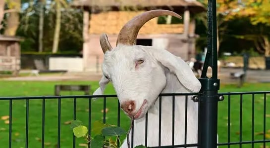 US farmers turn to petting zoos and pizza parties to keep their tractors on