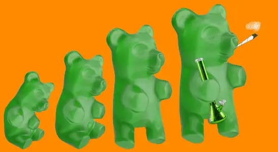 The evolution of gummy bears