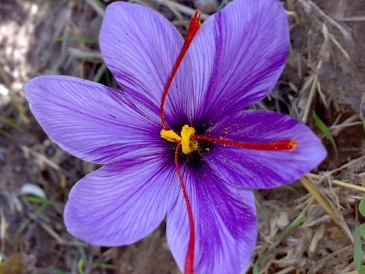 Greece’s economy has dried up — and it’s great for saffron sales