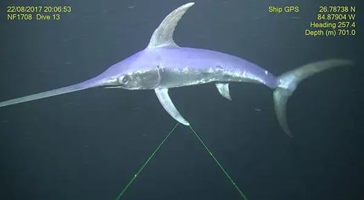 You may want to rethink ordering the swordfish… unless you’re cool with shark