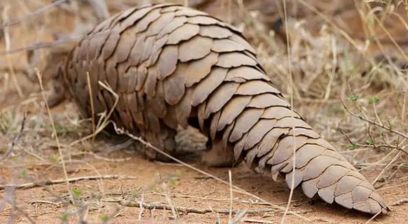 In Hong Kong, multiple tons of pangolin scales mysteriously disappeared