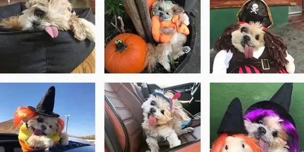 Pet “influencers” confirm what we always knew: we trust dogs more than ourselves
