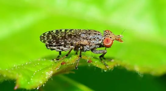 Big bug: French startup, Ÿnsect, raises $125m to breed bugs on a global scale 