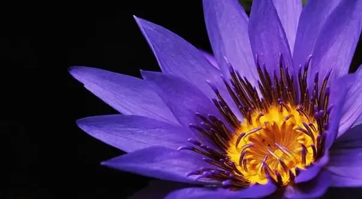 The flower delivery industry puts the petal to the metal