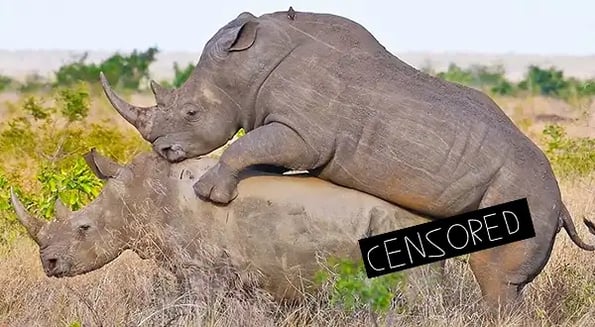 A high-tech anti-poaching alarm system takes aim at the $23B poaching industry